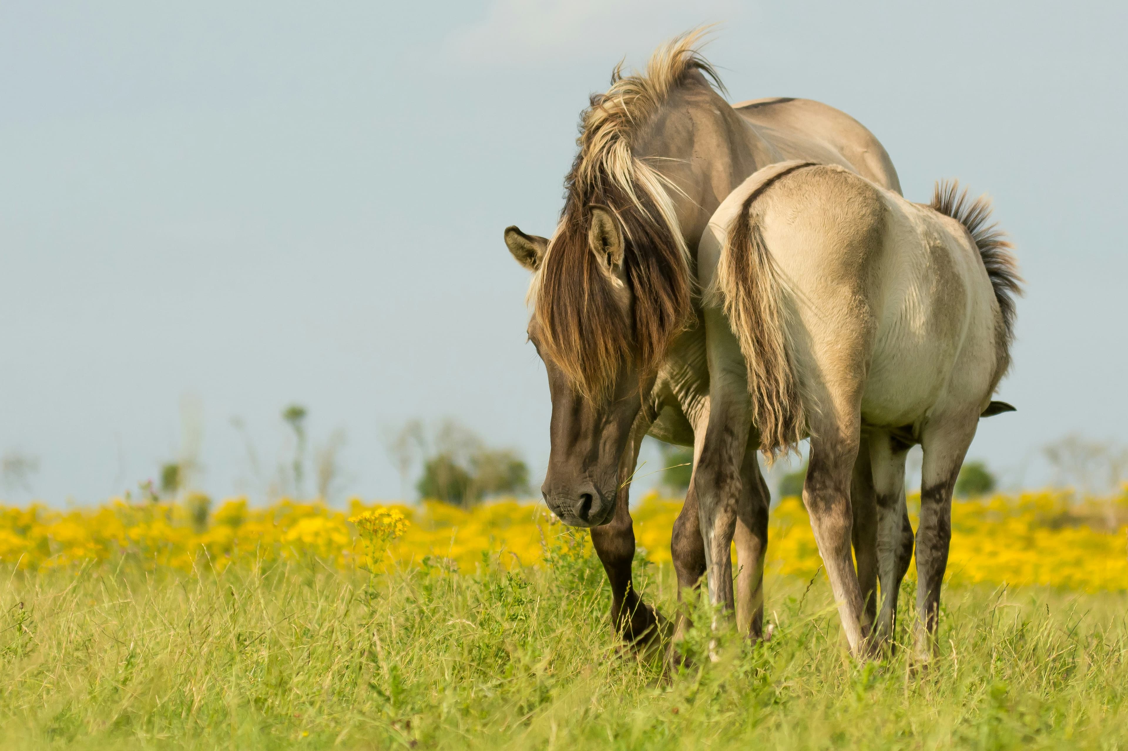 Serene Lakeside Walks and Exceptional Birdwatching at Oostvaardersplassen Nature Reserve