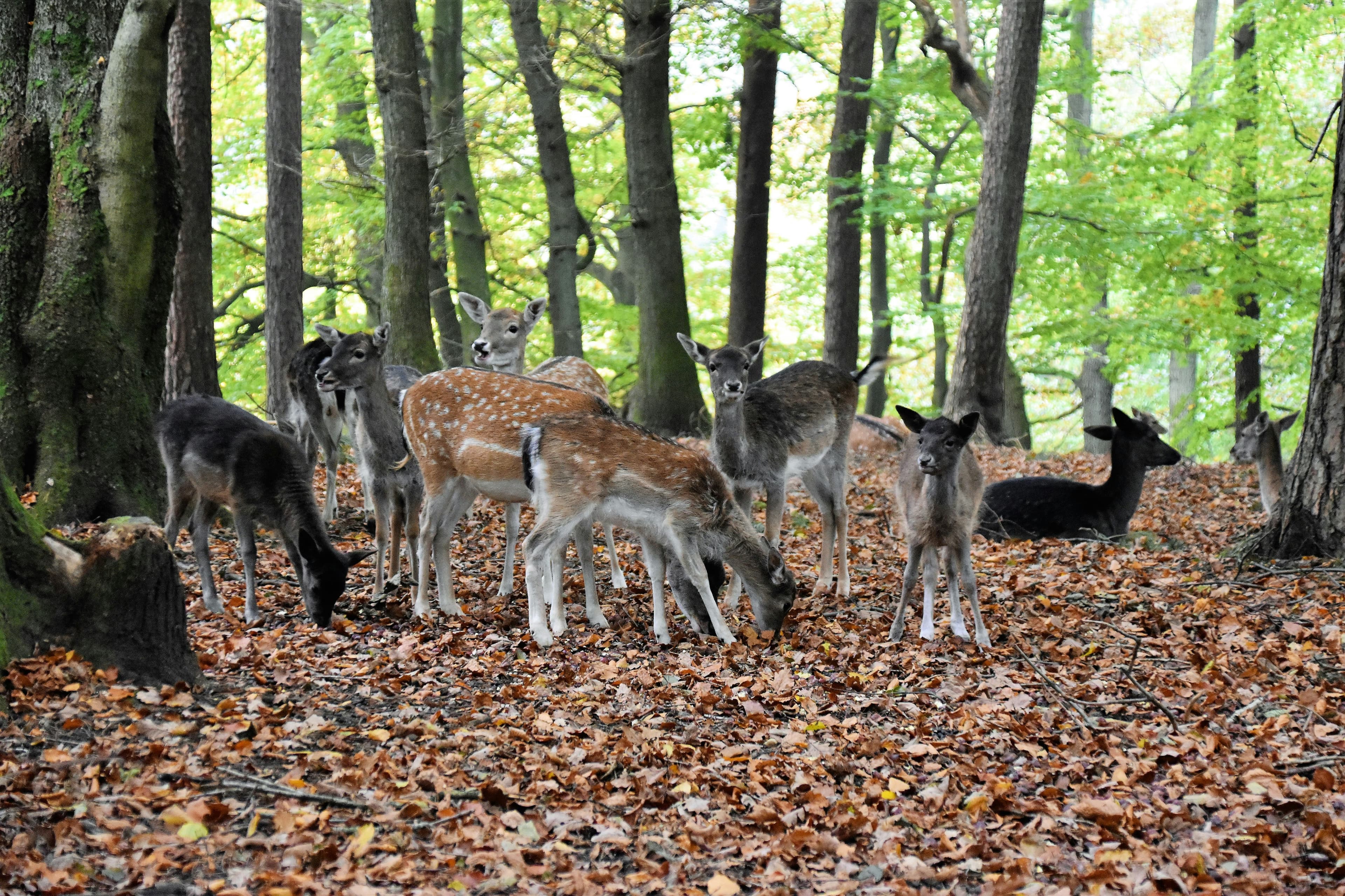 Wildpark Poing near Munich, Bavaria, Germany