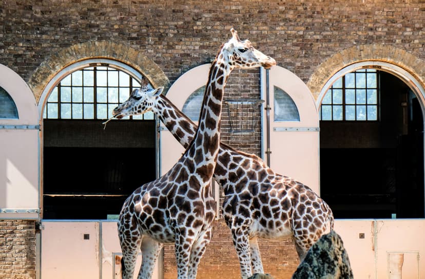 Family-Friendly Wildlife Adventures at Artis Royal Zoo in Amsterdam