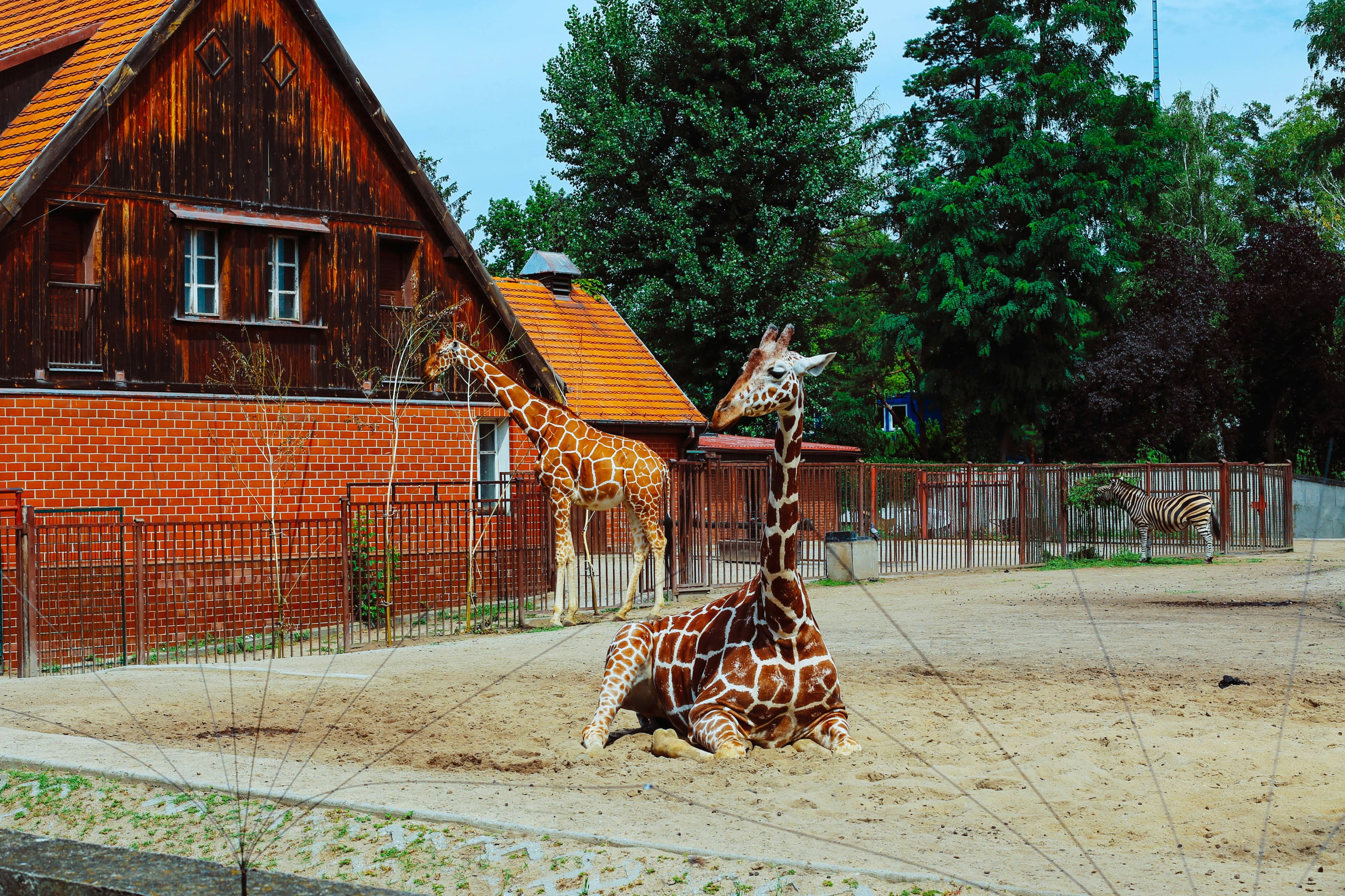 Tierpark Chemnitz Zoo, Chemnitz, Germany