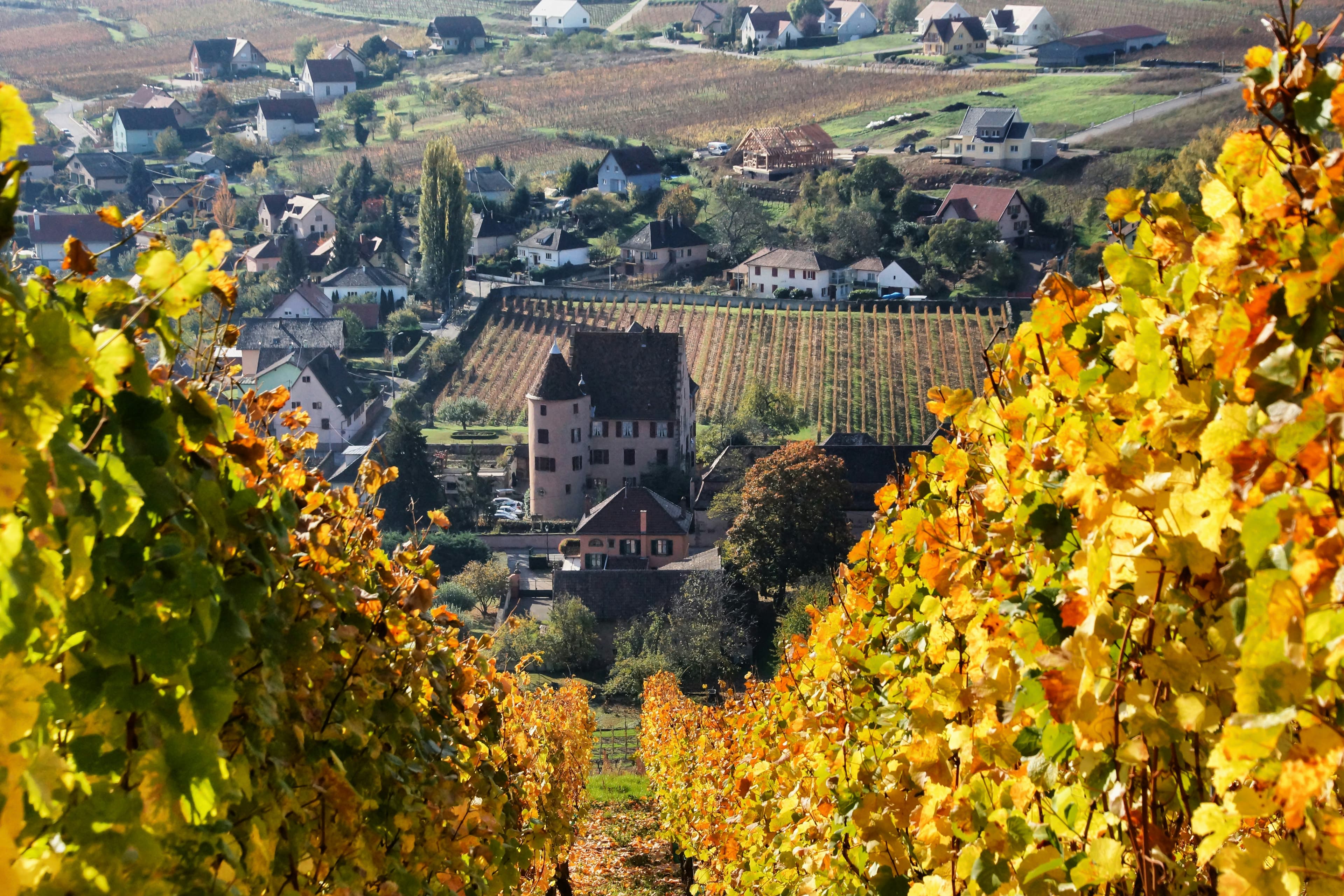 Alsace Wine Route Riquewihr, Grand Est, France
