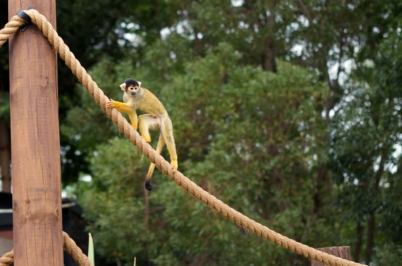 Family-Friendly Wildlife Adventures at Apenheul Primate Park in Apeldoorn