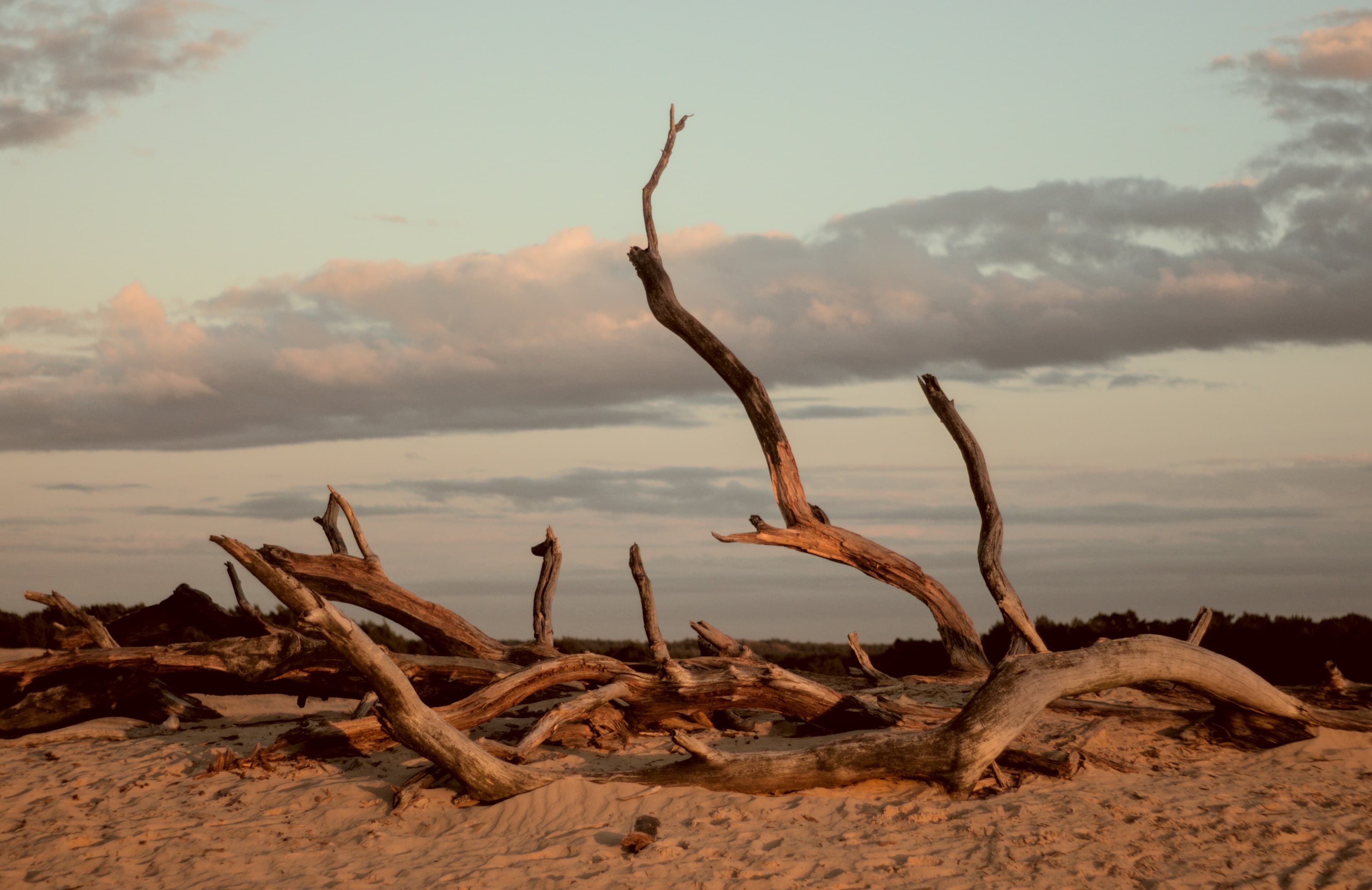 Tranquil Lakeside Escapes and Wild Nature at National Park De Hoge Veluwe, Netherlands