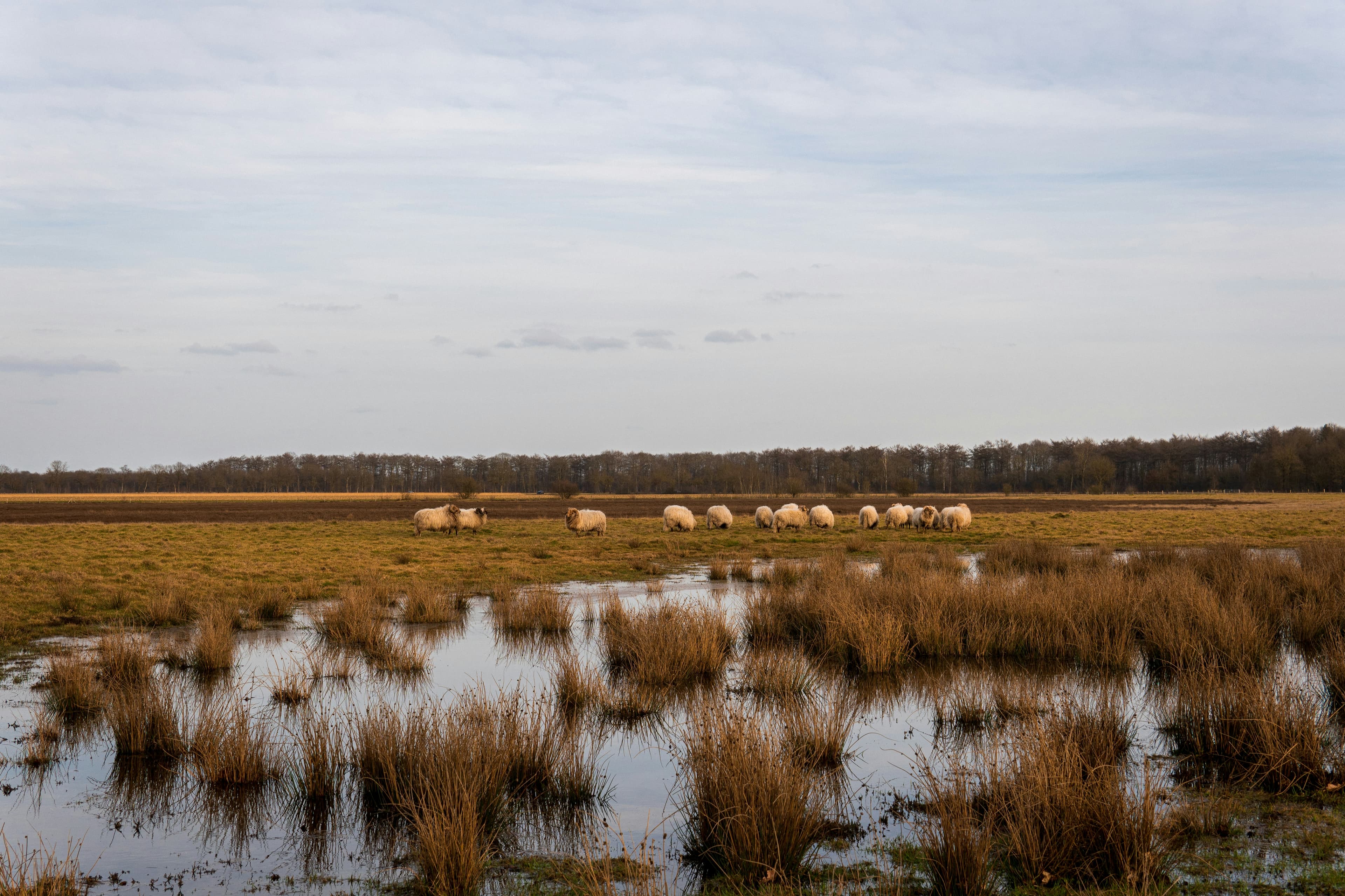 Meinweg National Park near Herkenbosch, Netherlands