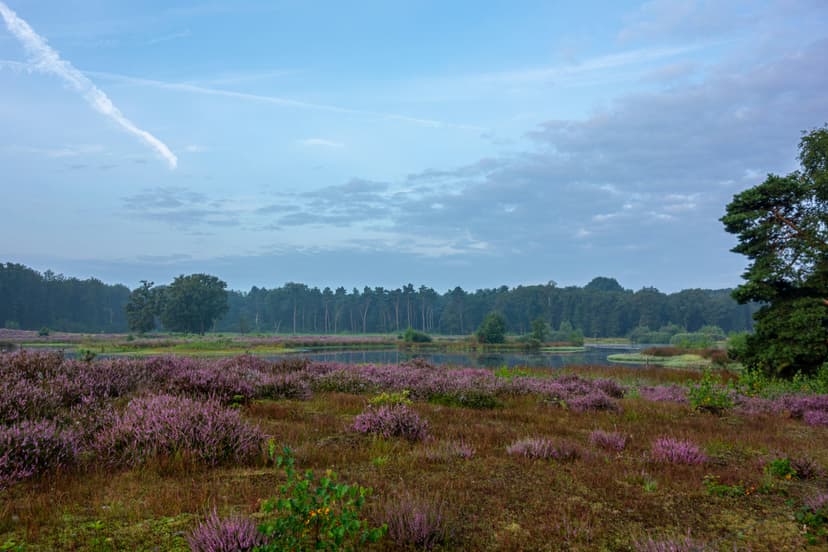Tranquil Lakes and Scenic Trails Adventure in National Park Veluwezoom, Netherlands