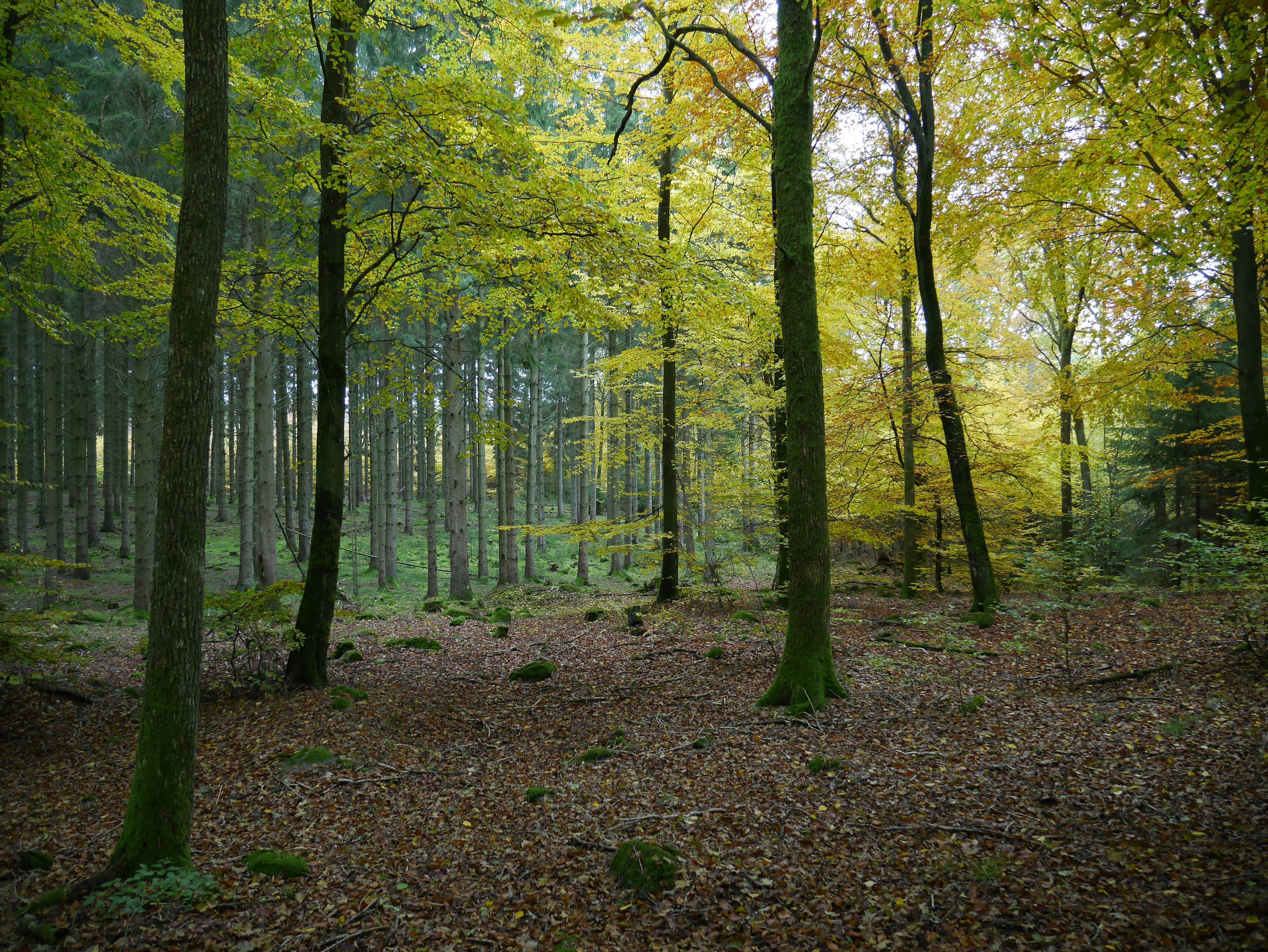Lüneburg Heath Nature Reserve, Lower Saxony, Germany