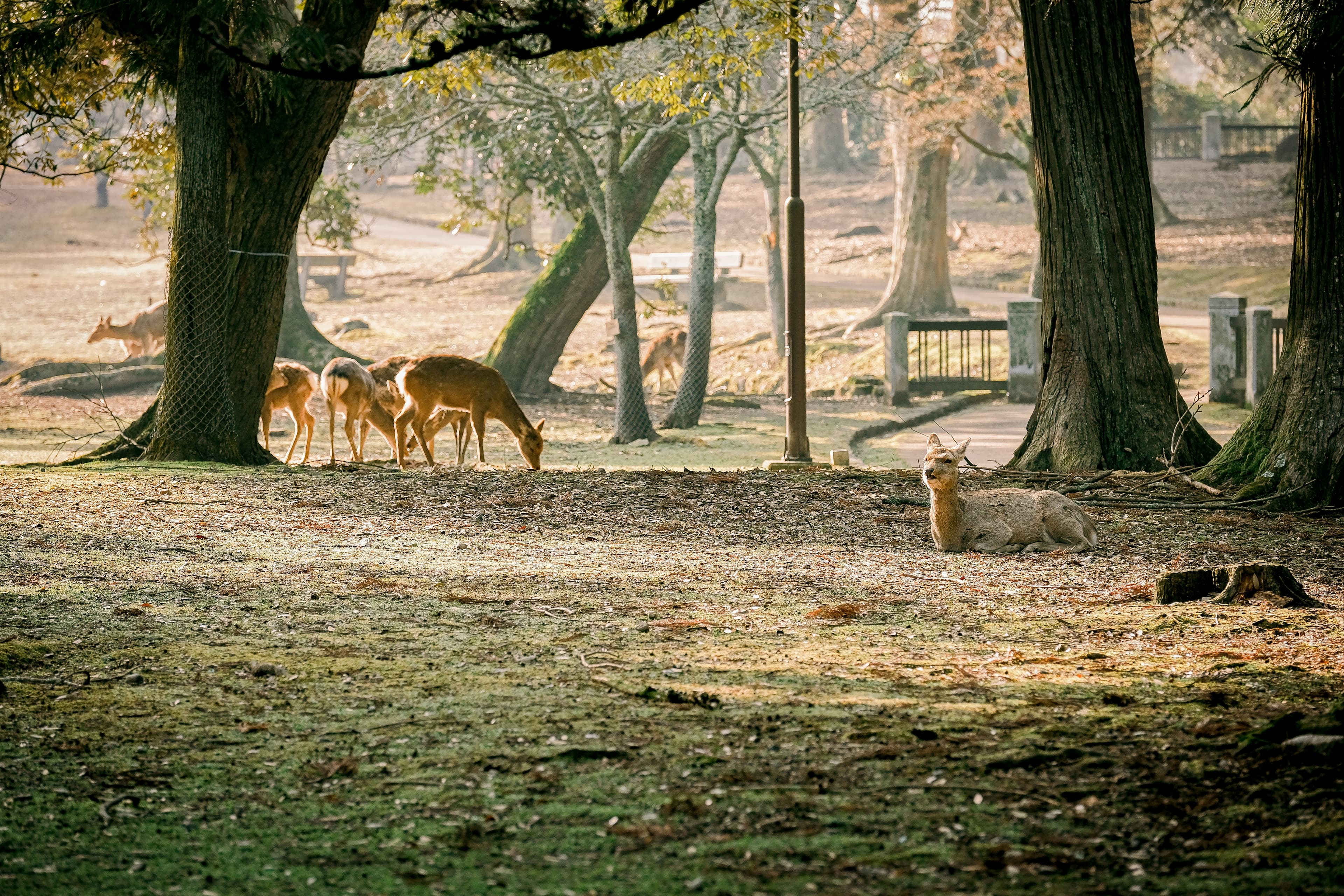 Enchanting Wildlife Adventures and Family Fun at Serengeti-Park Hodenhagen