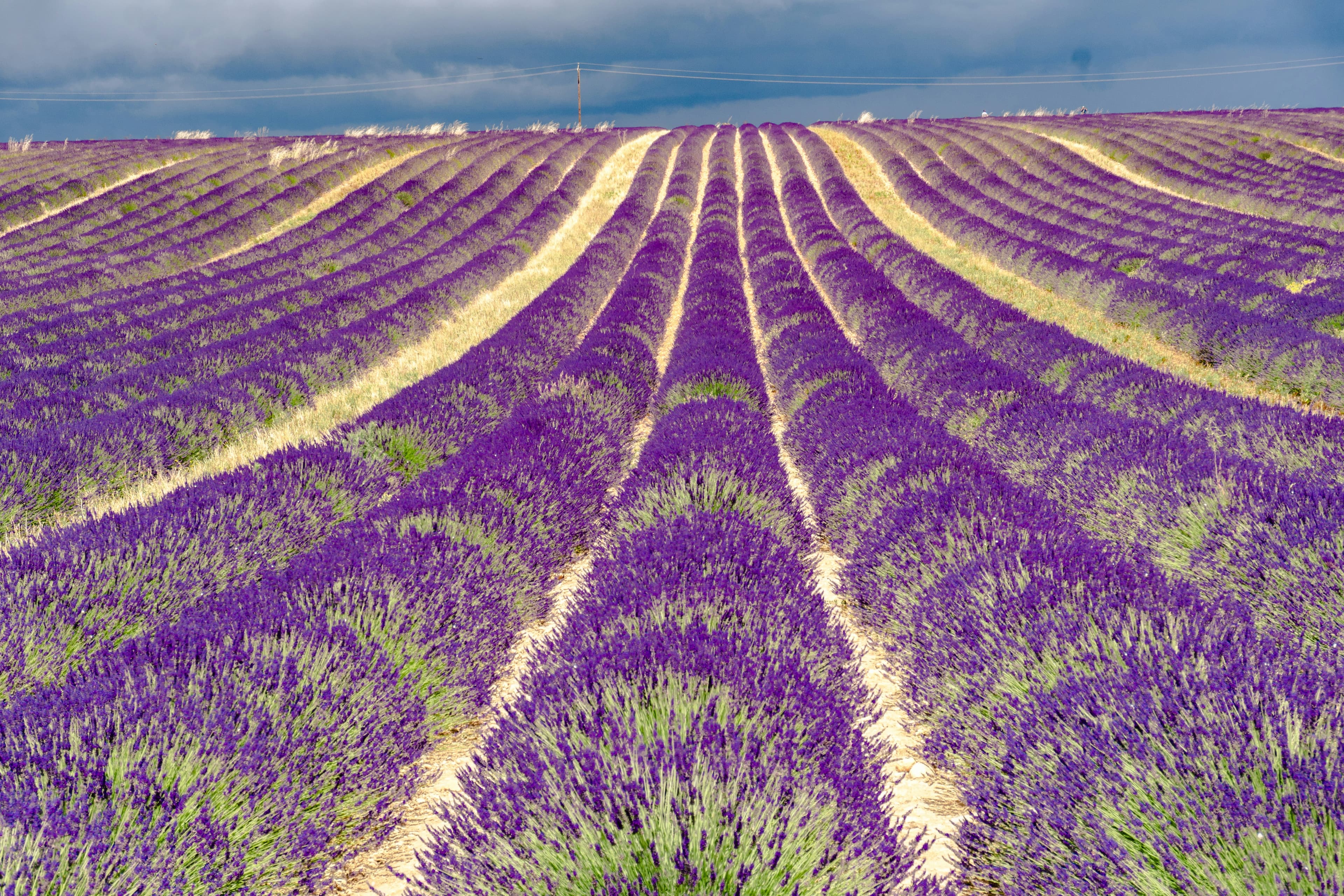 Lavender Fields and Provencal Markets, Uzès, Occitanie, France