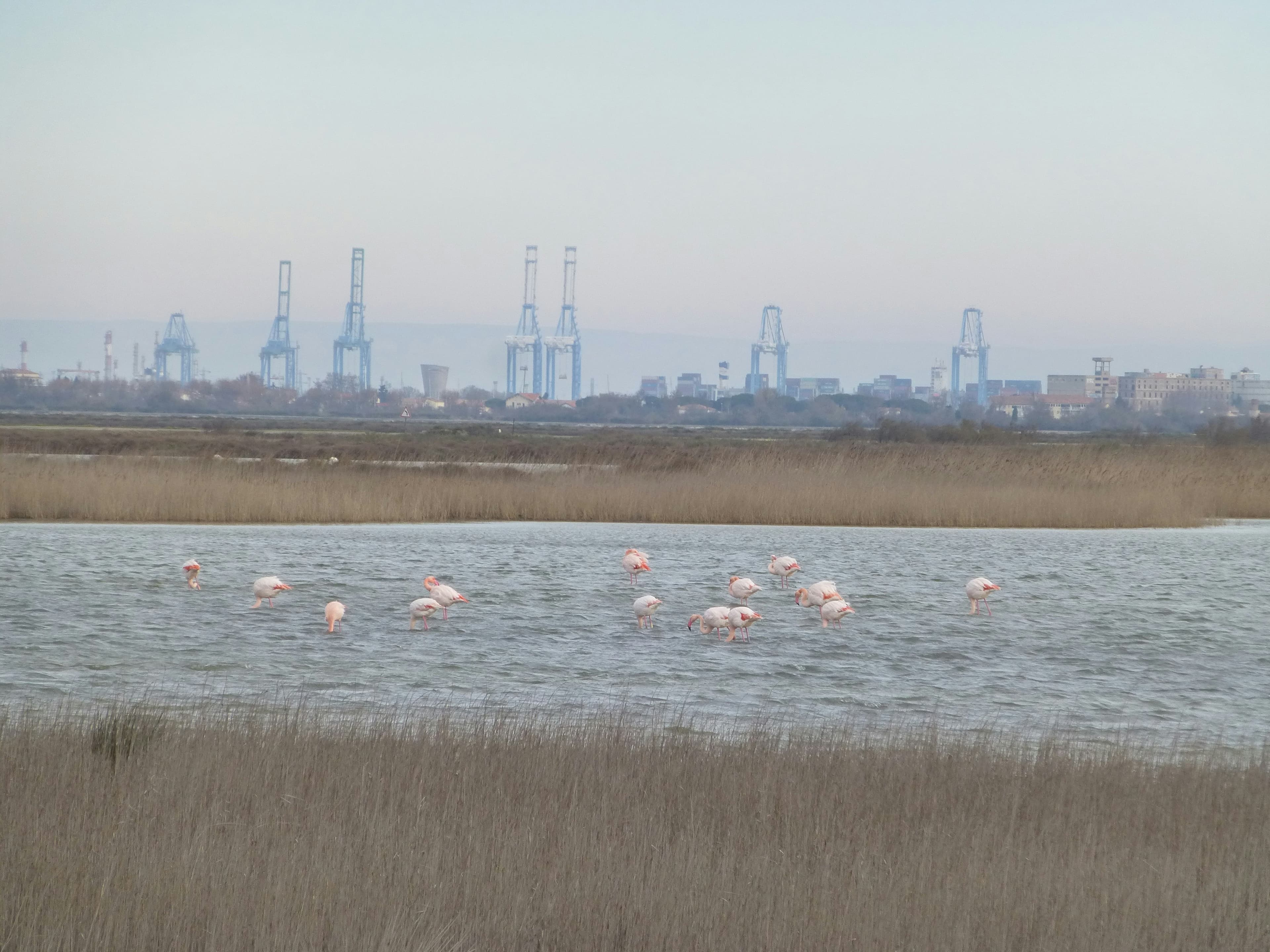 Enchanting Camargue National Park: Wild Horses, Flamingos & Birdwatching Paradise