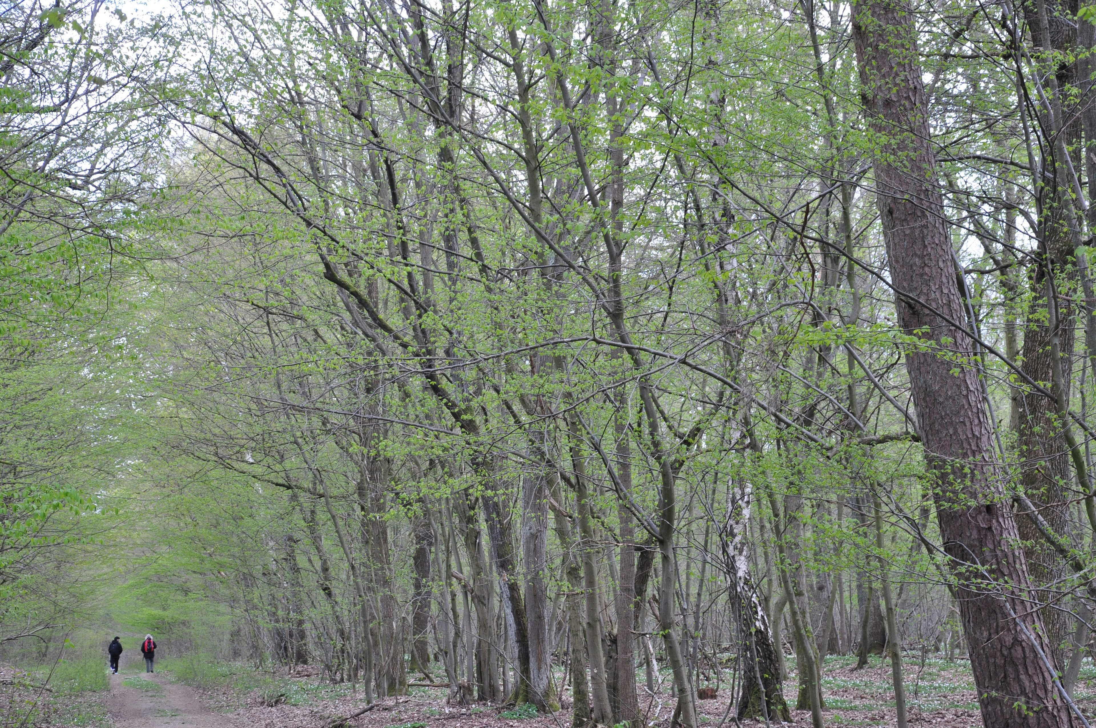 Sonian Forest (Forêt de Soignes), Brussels, Belgium
