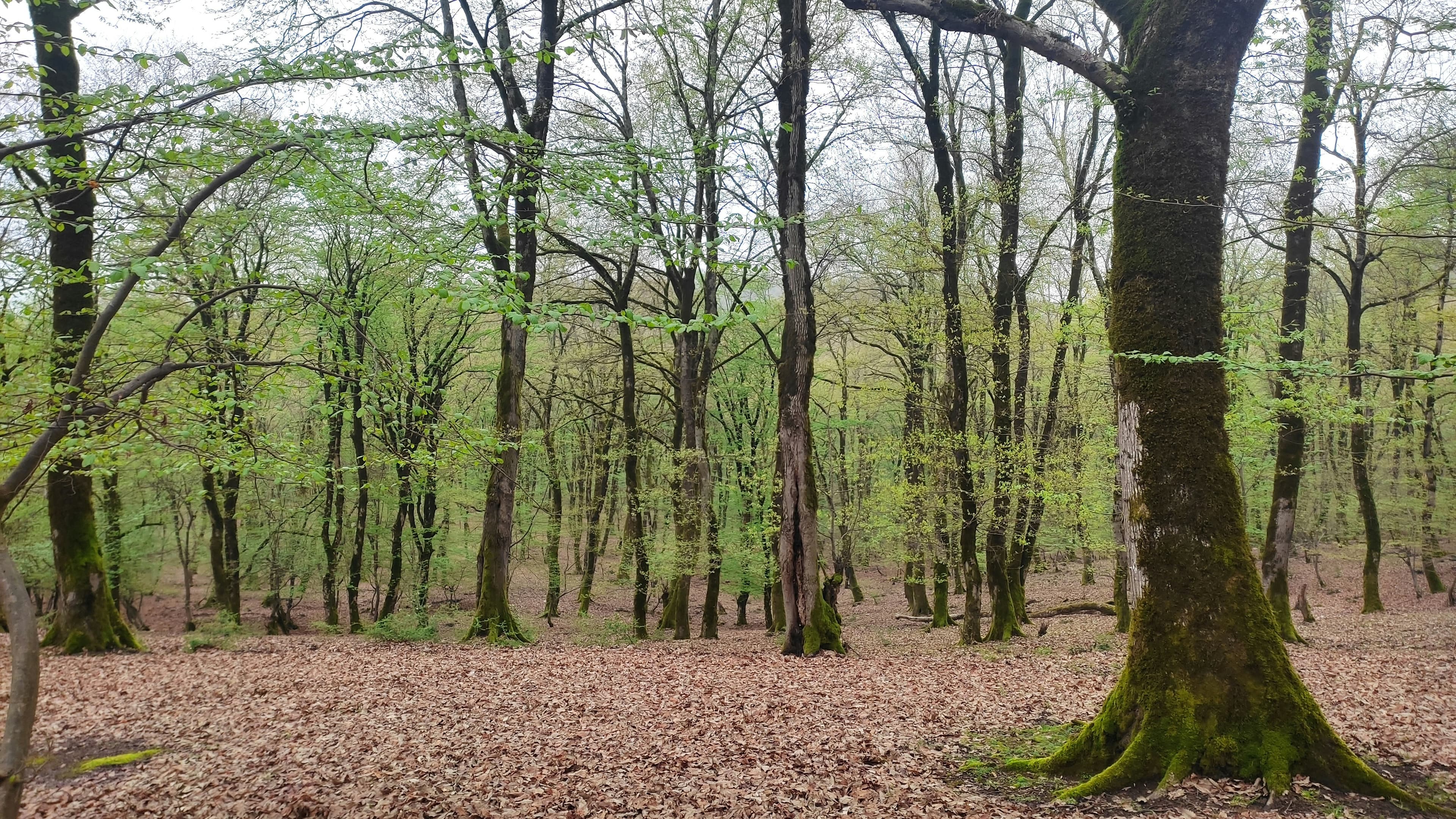 Elm-Lappwald Nature Park, Lower Saxony, Germany