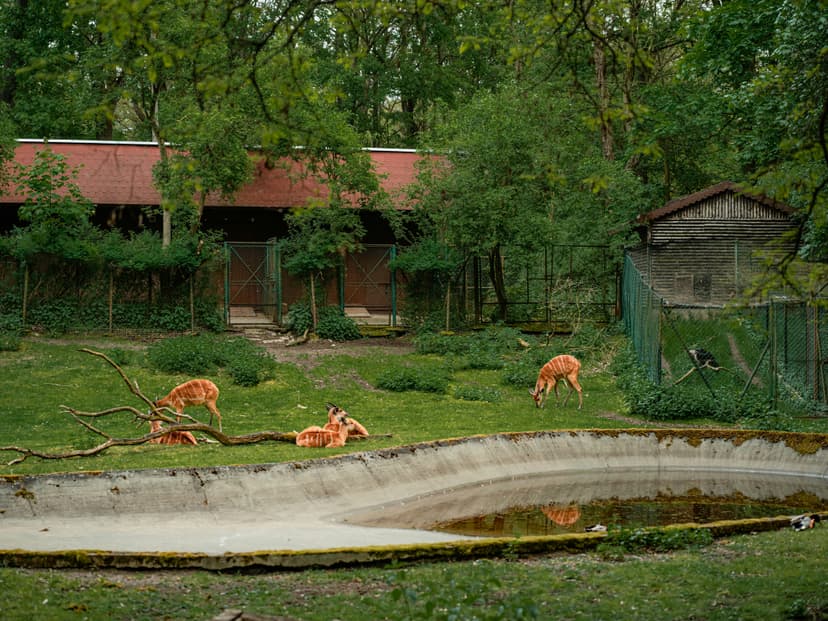 Enchanting Family Fun and Wildlife Encounters at Diergaarde Blijdorp Zoo in Rotterdam
