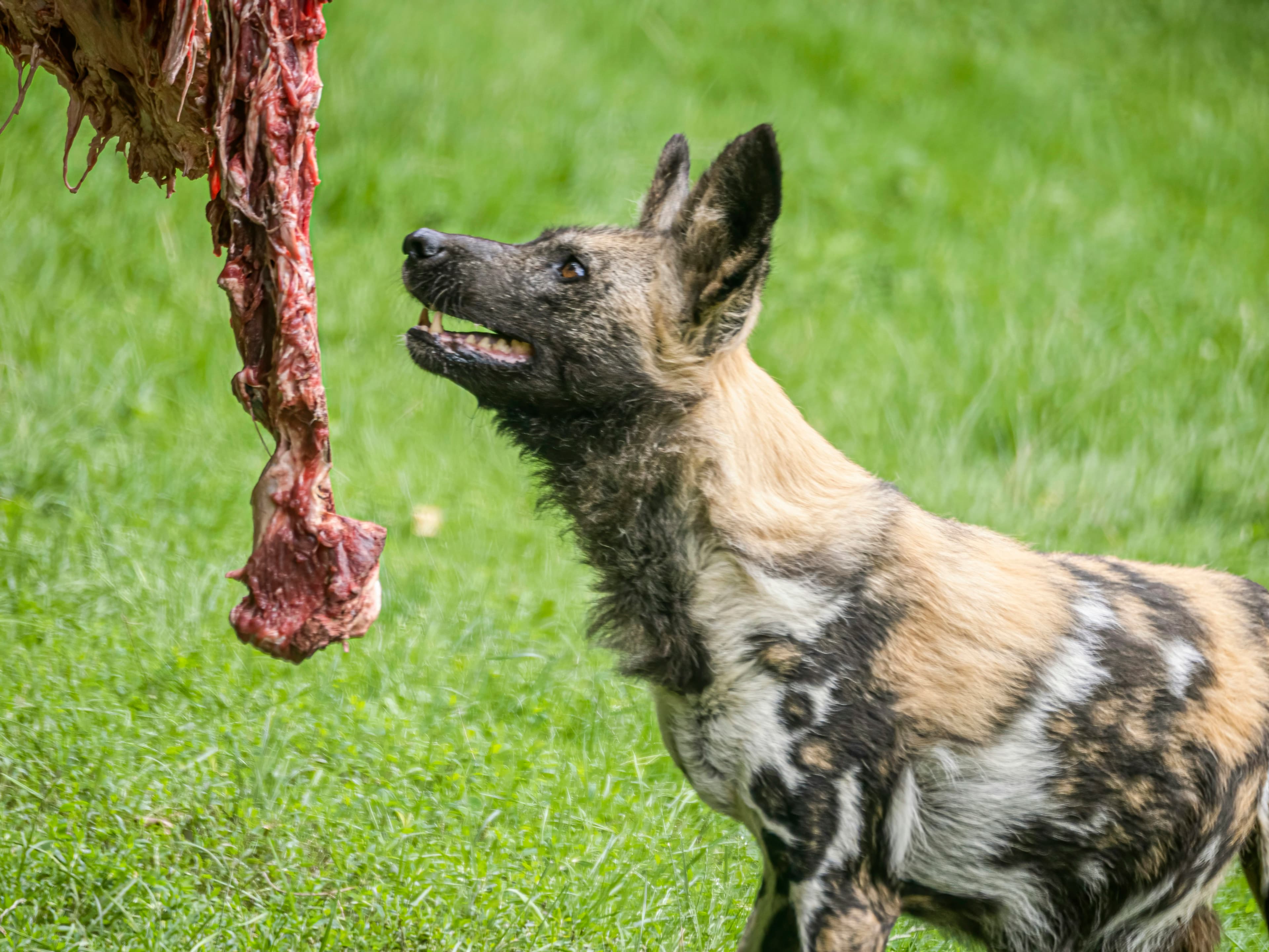 GaiaZOO Kerkrade Netherlands