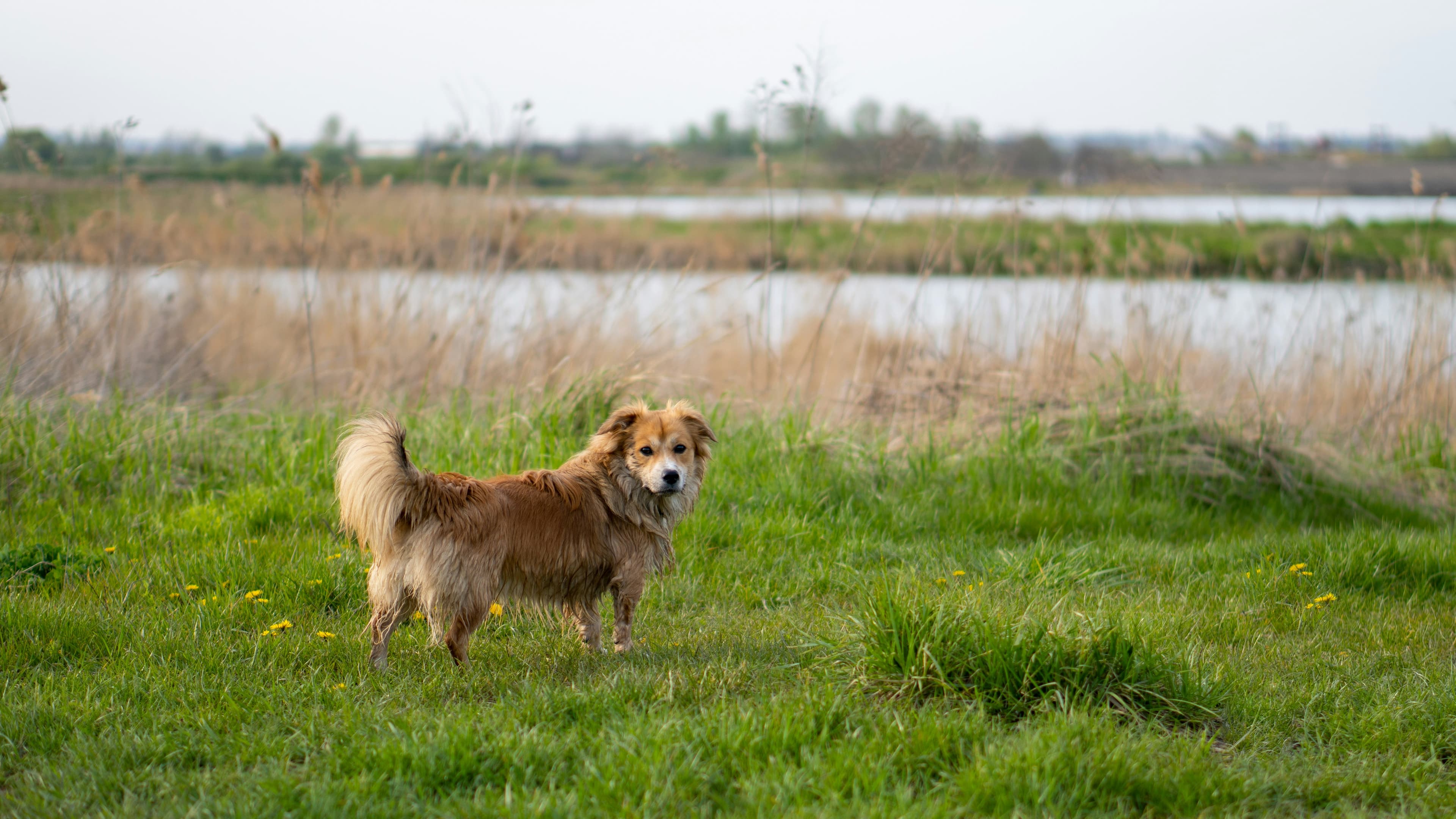 Scenic Dog-Friendly Parks and Riverside Walks Along the Vecht River Near Weesp