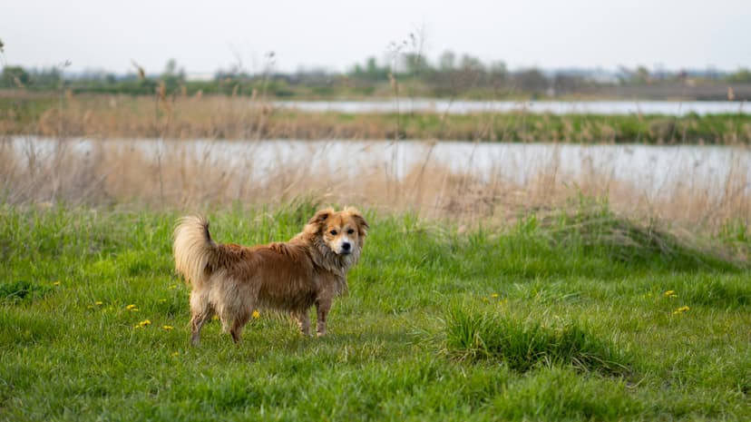 Scenic Dog-Friendly Parks and Riverside Walks Along the Vecht River Near Weesp