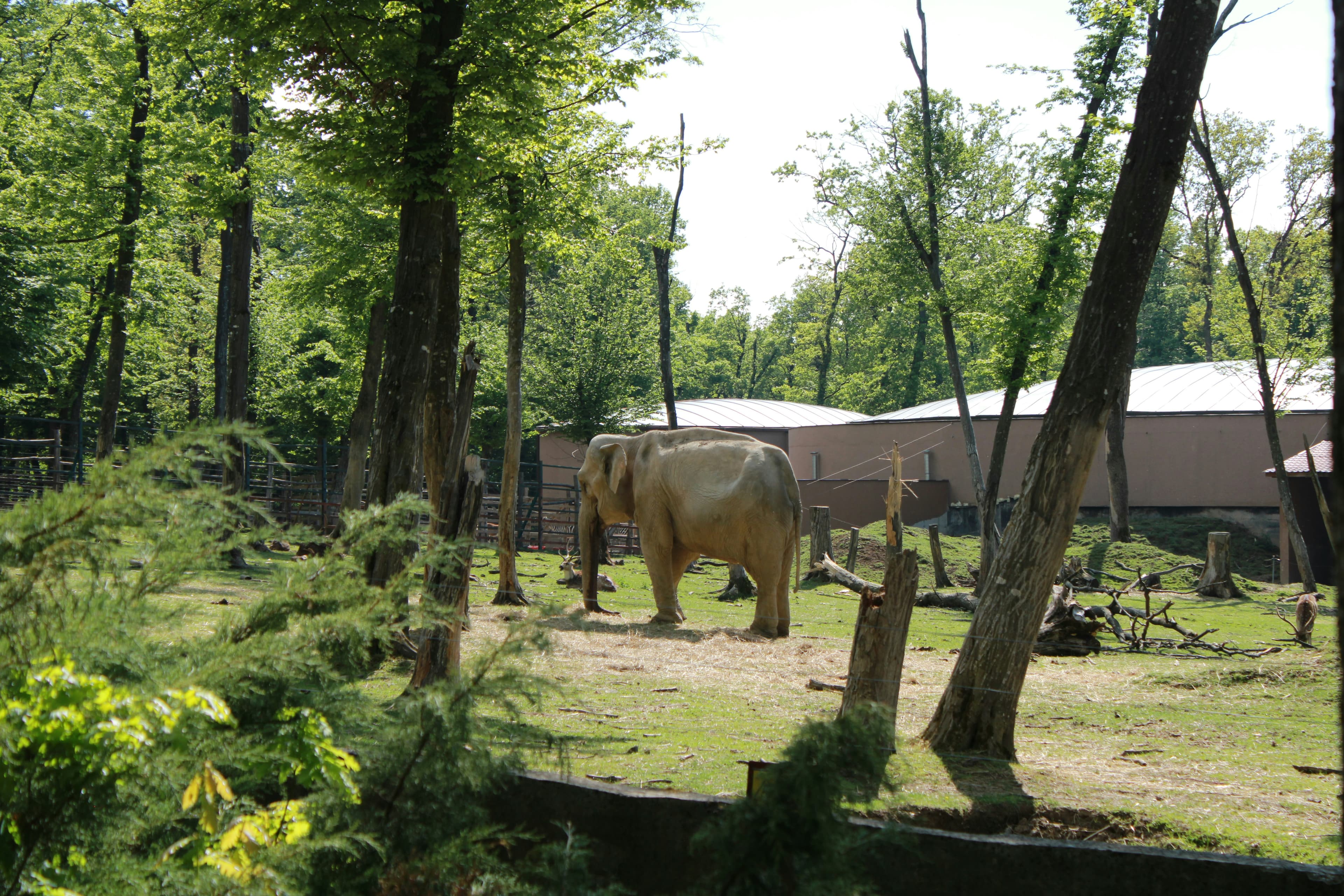 Interactive Wildlife Adventures and Family Fun at Planckendael Zoo near Mechelen