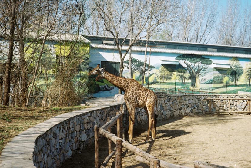 Family-Friendly Wildlife Adventures and Interactive Exhibits at Montpellier Zoological Park