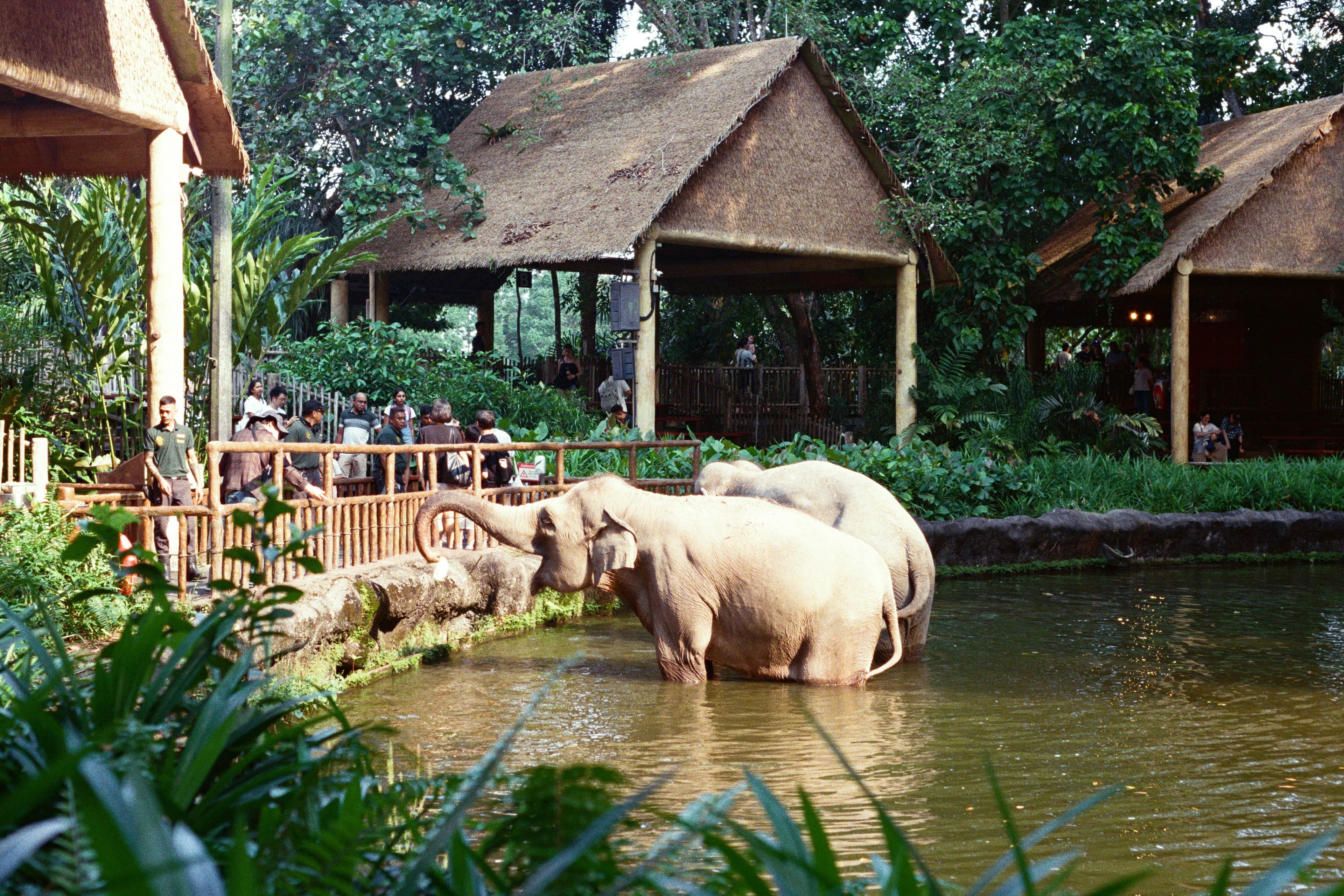 Immersive Family Wildlife Adventures at Dierenpark Emmen Zoo in the Netherlands